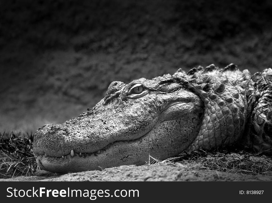 An alligator laying on the shore watching. An alligator laying on the shore watching