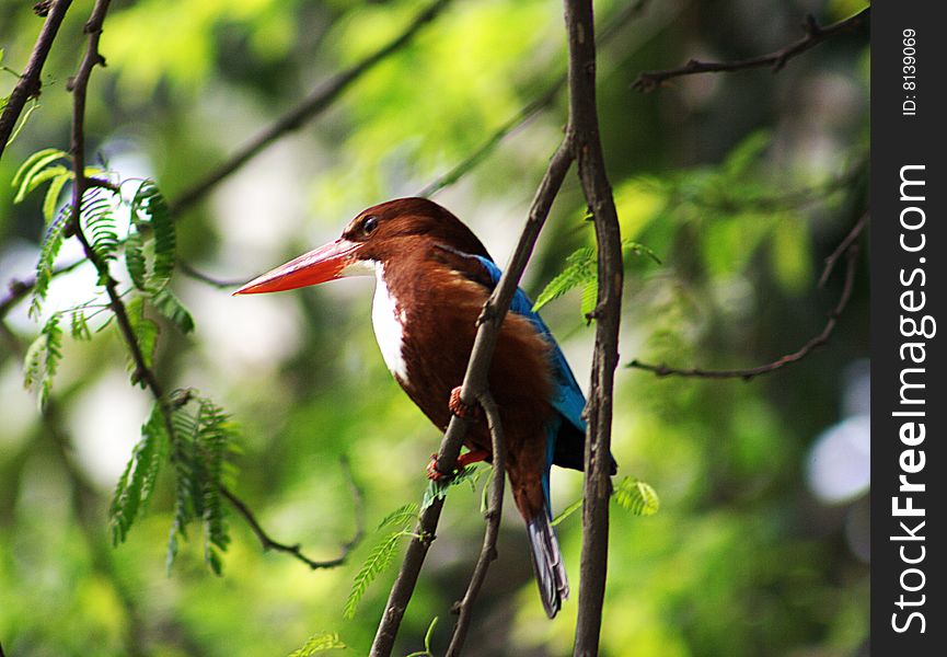 A kingfisher is sitting on a branch of a tree.