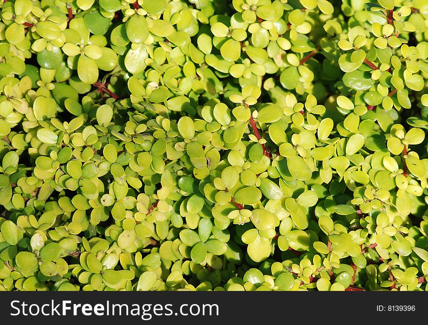 Background with sunlighted green leaves. Background with sunlighted green leaves.