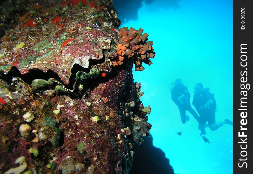A divers floating over a coral reef. A divers floating over a coral reef
