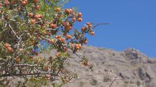 The Bush Of Hawthorn Mountains In The Background. Crimea. Zelenogorie Stock Photo The Bush Of Hawthorn Mountains In The Background. Crimea. Zelenogorie Stock Photo