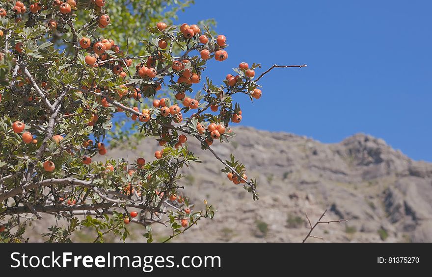 The Bush of hawthorn mountains in the background. Crimea. Zelenogorie