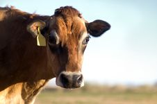 Jersey Cow Royalty Free Stock Photography