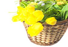 Yellow Tulips In The Basket Royalty Free Stock Photography