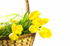 Tulips In The Basket Royalty Free Stock Photography Tulips In The Basket Royalty Free Stock Photography
