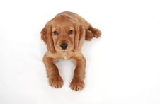 English Cocker Spaniel Stock Photo English Cocker Spaniel Stock Photo
