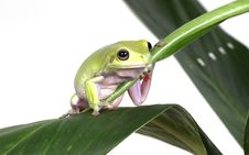 Green Tree Frog Stock Photography Green Tree Frog Stock Photography
