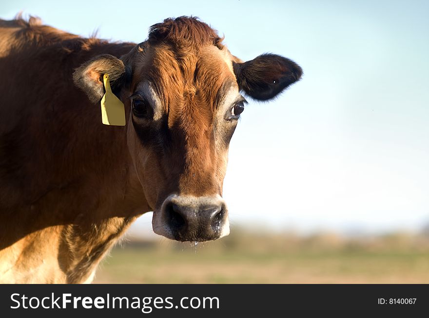 A Jersey cow in field with copy space with stern amusing look on face