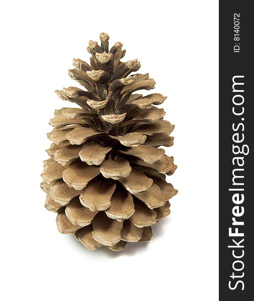 Pine cone isolated on a white backround with clipping path. Pine cone isolated on a white backround with clipping path.