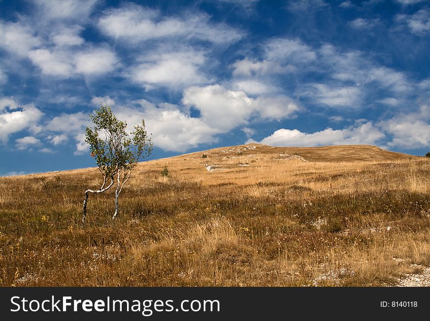 Alone tree in a field with heapy clouds on the background. Alone tree in a field with heapy clouds on the background