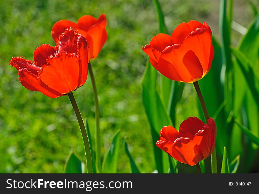 Red tulip and grass in garden