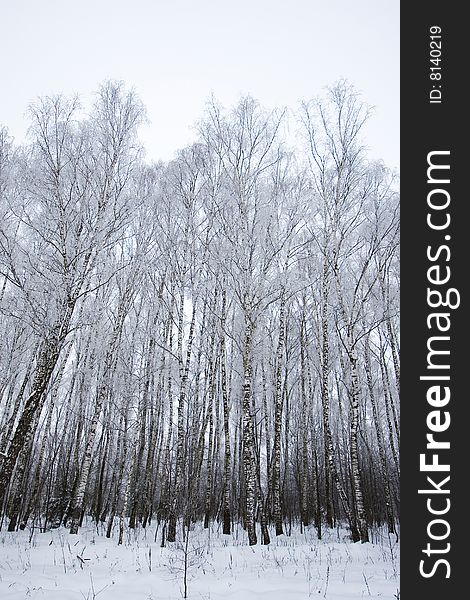 Frozen birchs in winter time. Frozen birchs in winter time