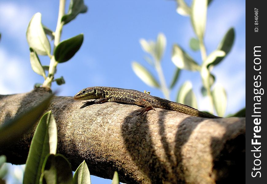 Green Lizard on the tree