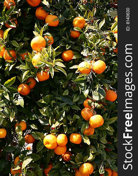 Orange tree in the garden on the Greek island