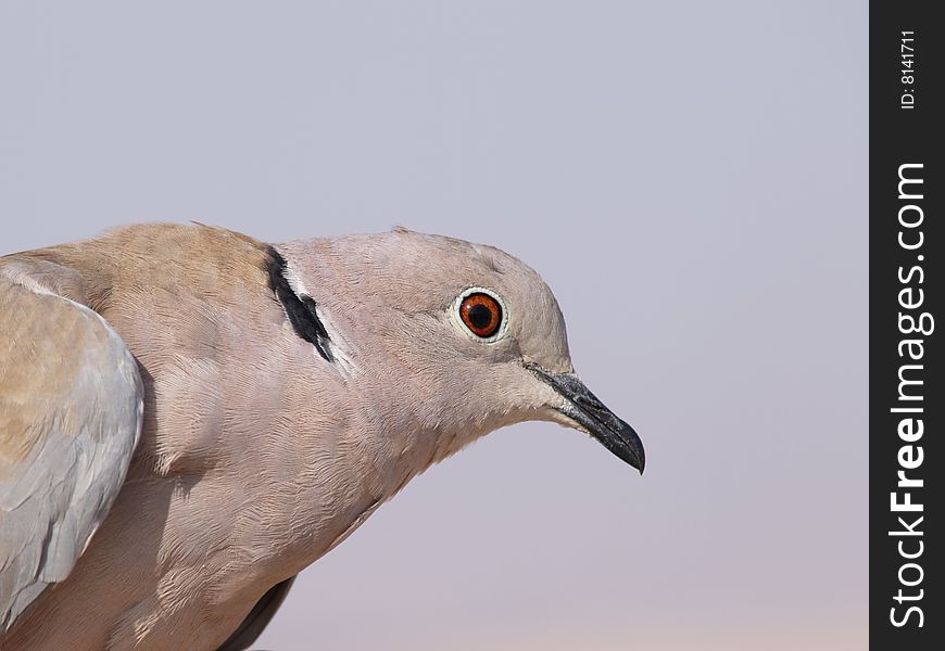 Detailed portrait of a grey pigeon (Streptopelia decaocto).