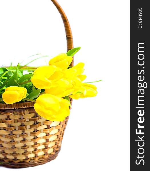 Yellow tulips in the basket on white background