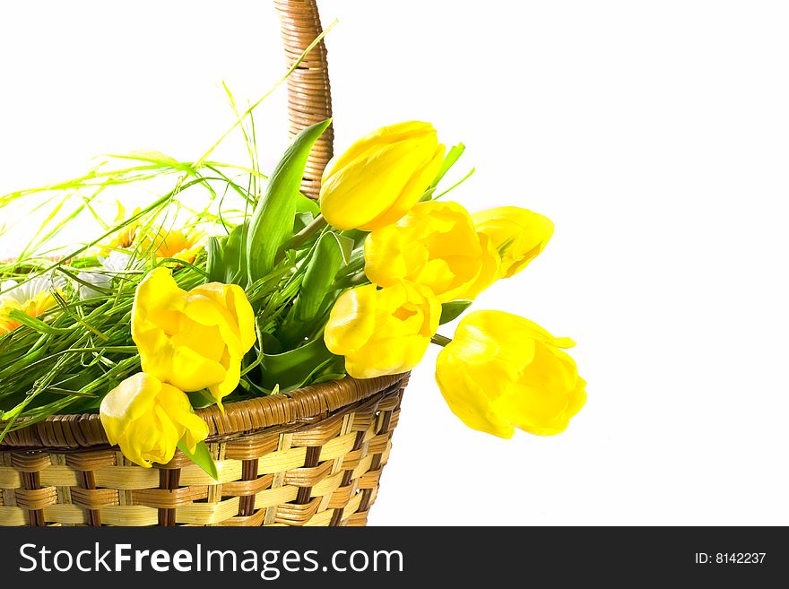 Tulips in the basket on white background