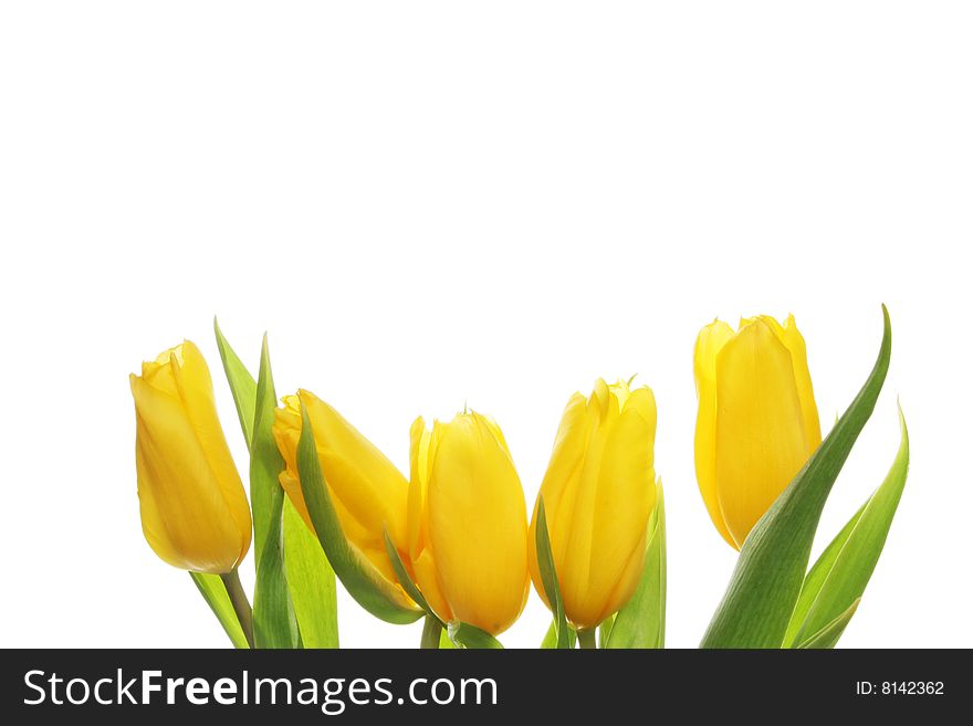 Five yellow tulips with white copy space above