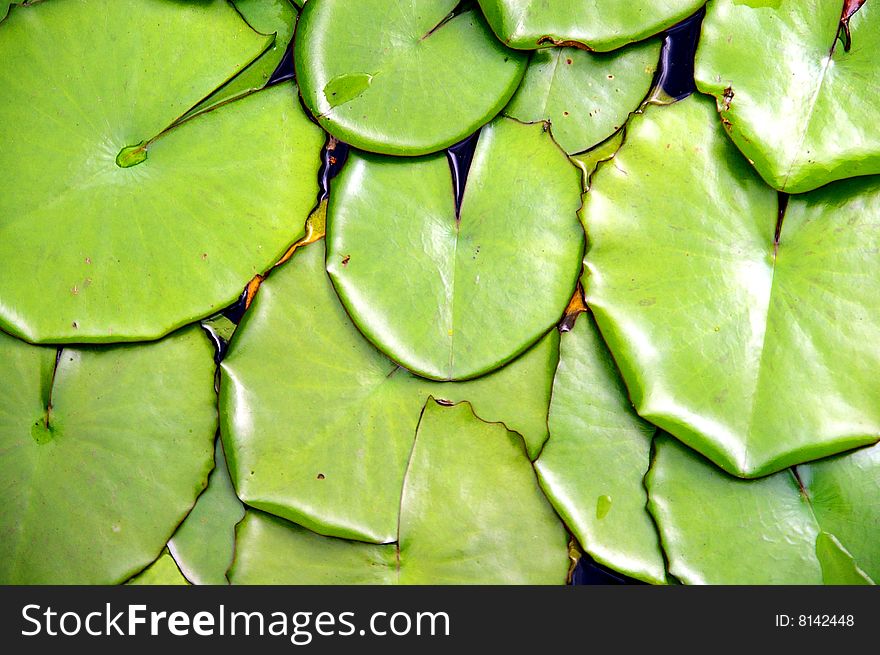 Overlapping lotus leaves, covered with pond