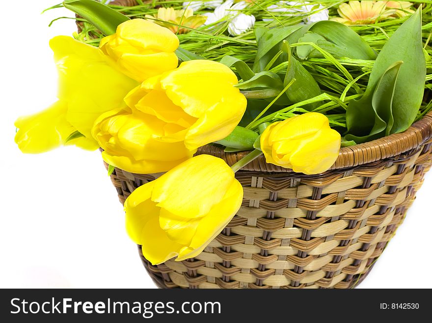 Tulips in the basket on white background