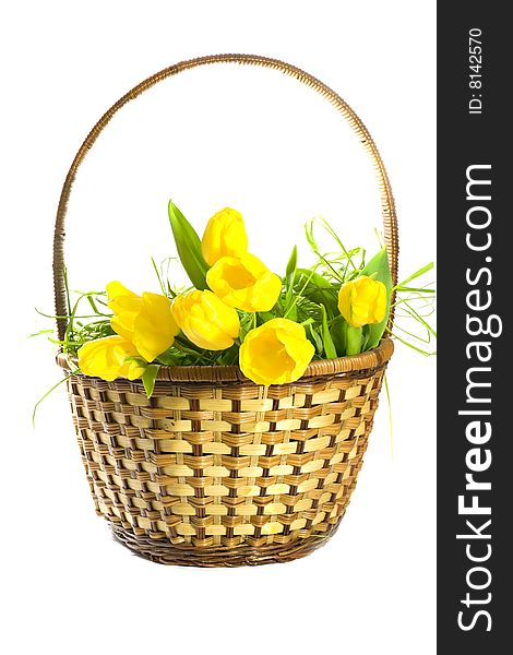 Basket with yellow tulips on white background