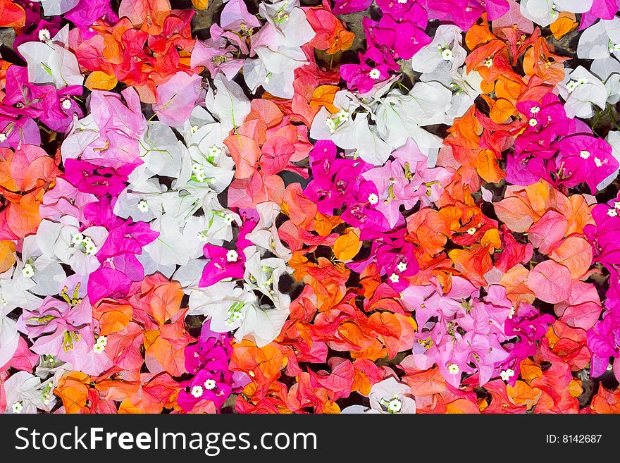 Petals Of Flowers Background