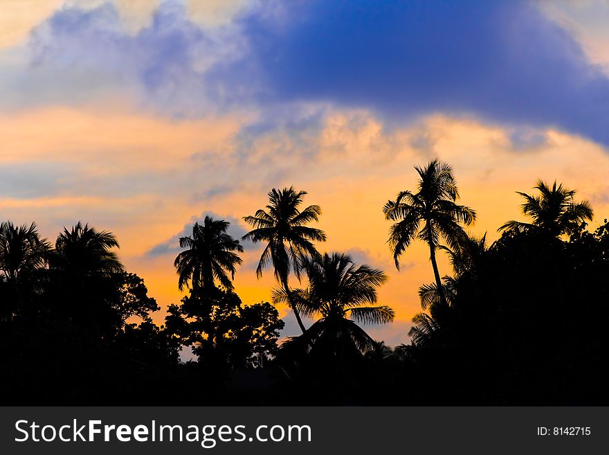Silhouette of palms and sunset, abstract nature background