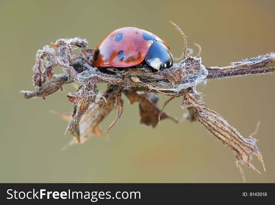 The ladybug slipping on an olf flower