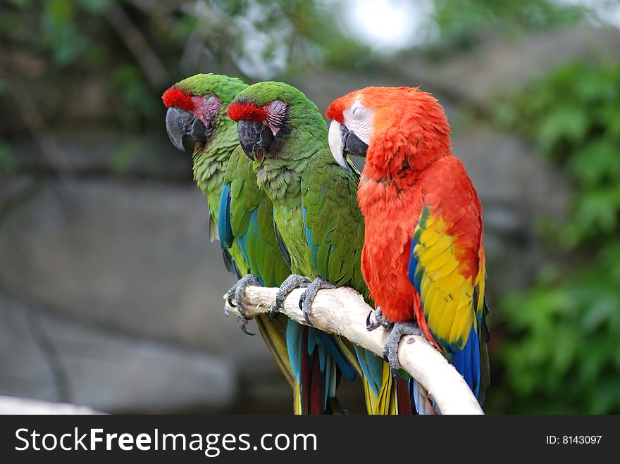 Three colorated parrots on a branch looking the horizon