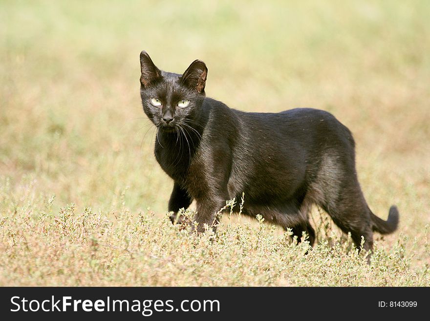Stolen black cat on meadow. Stolen black cat on meadow