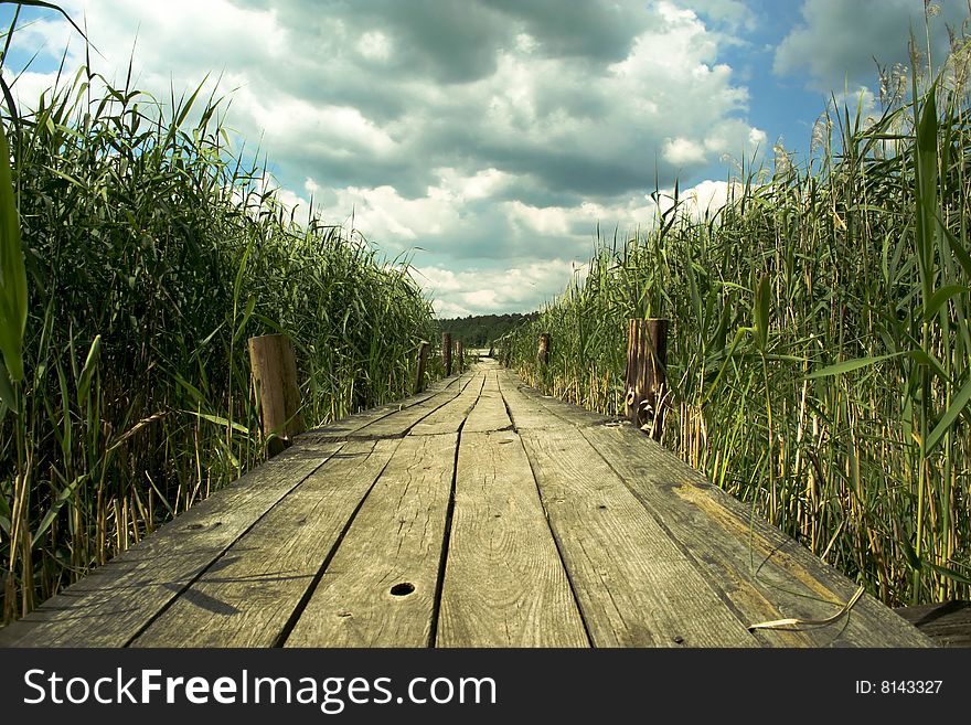 Wooden bridge amidst thickets of reeds