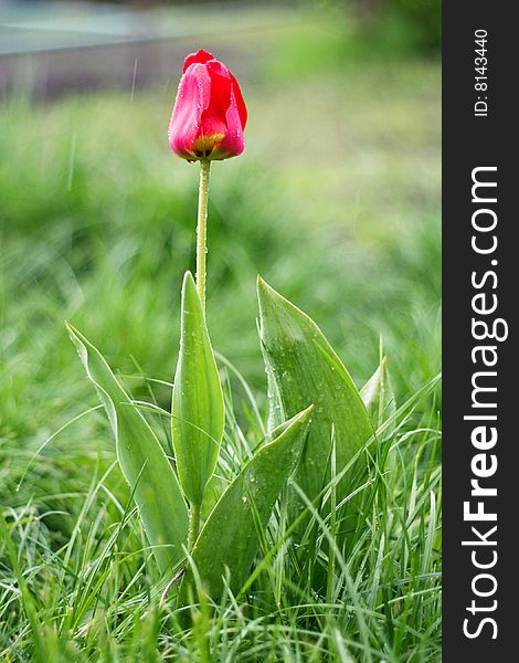 Spring Tulips