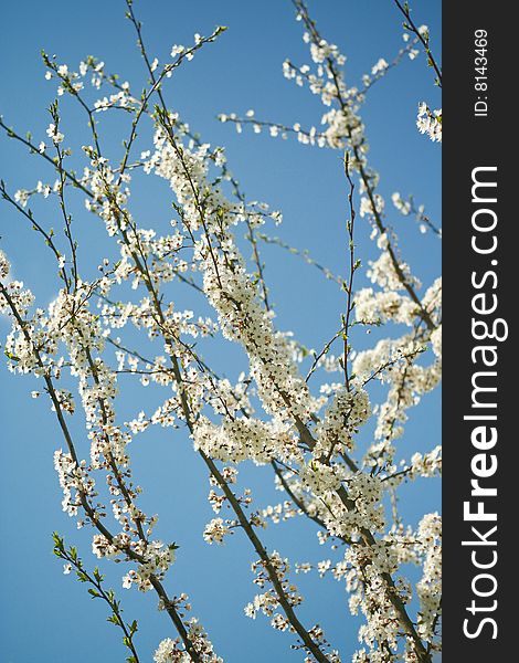 Flourishing branches of a tree with spring flowers. Flourishing branches of a tree with spring flowers