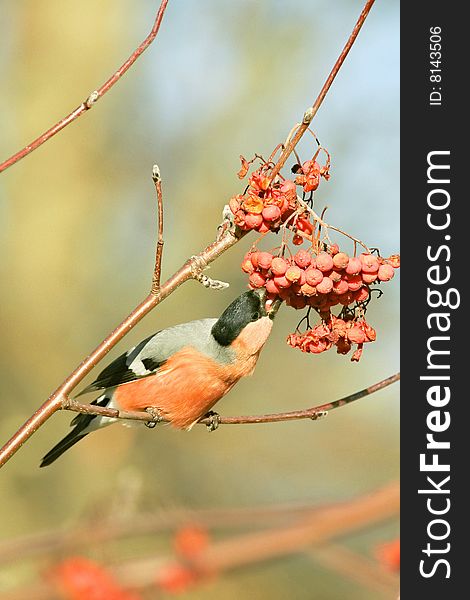 The Sao Miguel Bullfinch, Pyrrhula pyrrhula, sits on a branch and breaks fruits of a Mountain Ash, Sorbus aucuparia