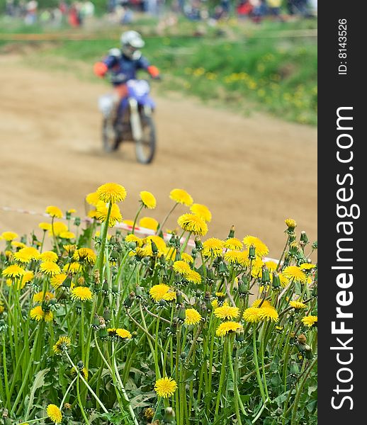 Motocross with dandelion in the foreground. Motocross with dandelion in the foreground