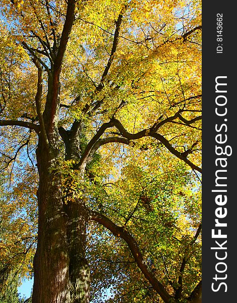 Autumn detail of colour treetop. Autumn detail of colour treetop