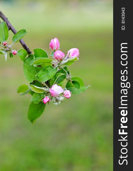 Closeup of blooming apple tree branch. Closeup of blooming apple tree branch