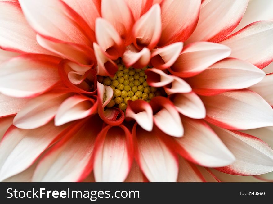 A closeup photo of a red & white Dahlia flower. A closeup photo of a red & white Dahlia flower