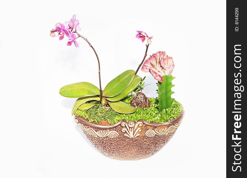 The moth orchid and evergreen plant in a ceramic pot. The moth orchid and evergreen plant in a ceramic pot