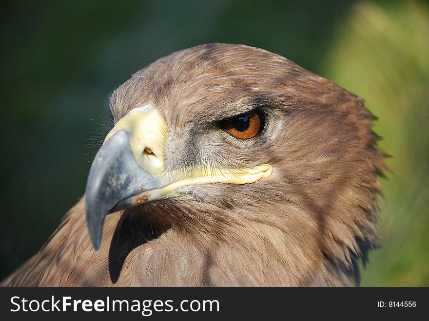 A hawk, named northern goshawk, kept staring outside the cage, maybe it hoped that it still could wing in the blue sky one day. A hawk, named northern goshawk, kept staring outside the cage, maybe it hoped that it still could wing in the blue sky one day.