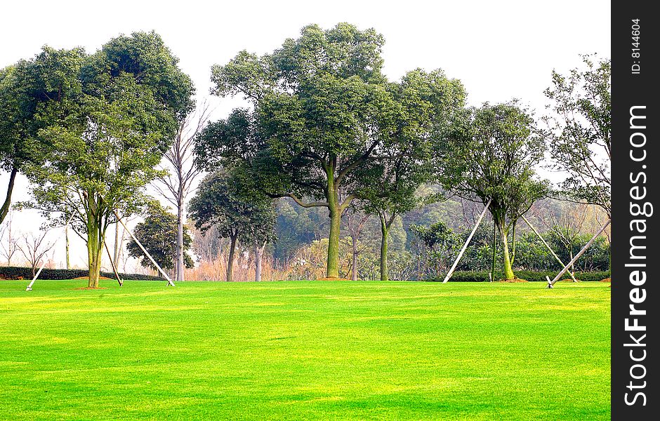 Green trees and lawn in the morning  in winter (raw available)