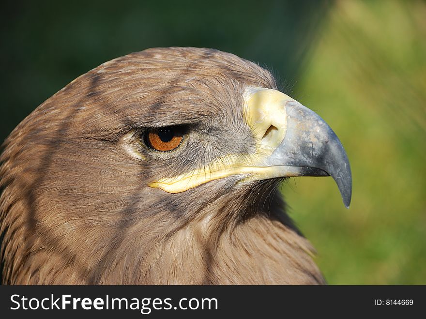 A hawk, named northern  goshawk, kept staring outside the cage, maybe it hoped that it still could wing in the blue sky one day. A hawk, named northern  goshawk, kept staring outside the cage, maybe it hoped that it still could wing in the blue sky one day.