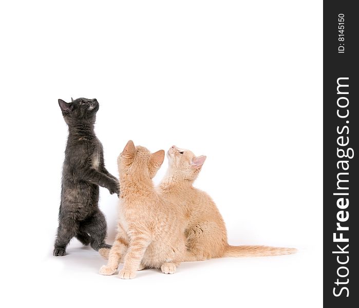 A gray cat and two yellow kittens play on a white background. A gray cat and two yellow kittens play on a white background