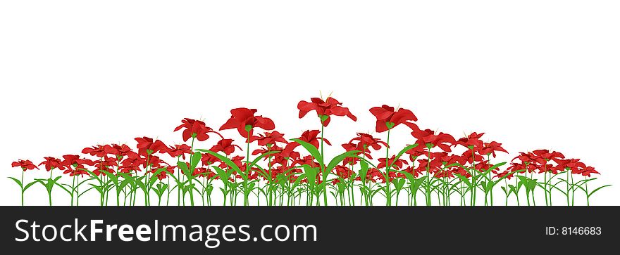 Isolated red flowers on white background. Isolated red flowers on white background