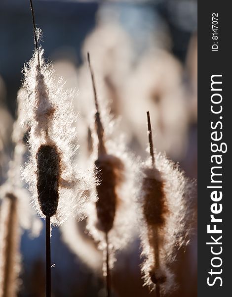 Top of cattail plants (bulrush, reedmace), in back-light. Top of cattail plants (bulrush, reedmace), in back-light