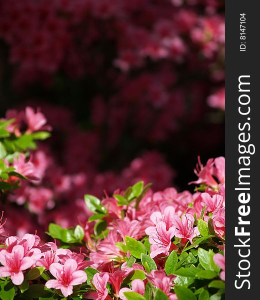 Pink flowers in the sun over a shady background