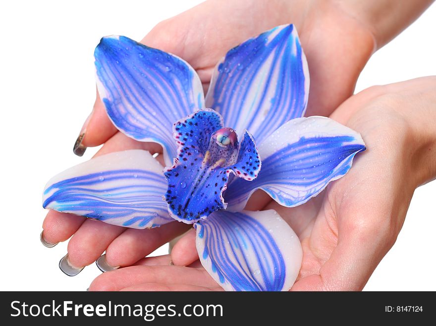 Hands with beautiful blue ogchid. Hands with beautiful blue ogchid