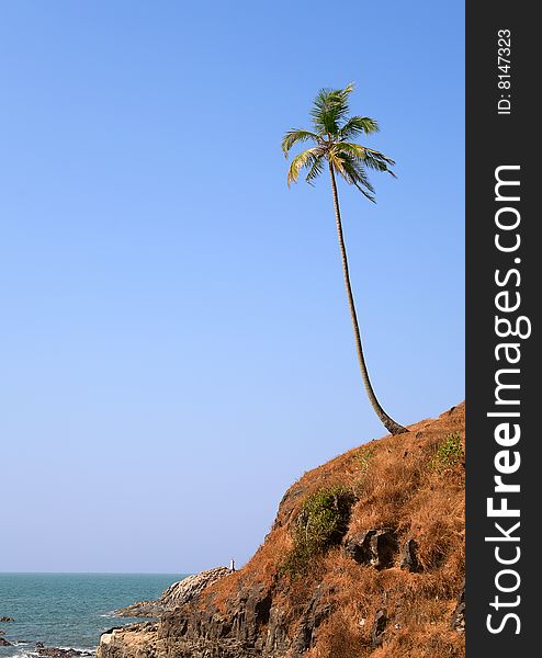 Lonely coconut palm on the beach in Goa