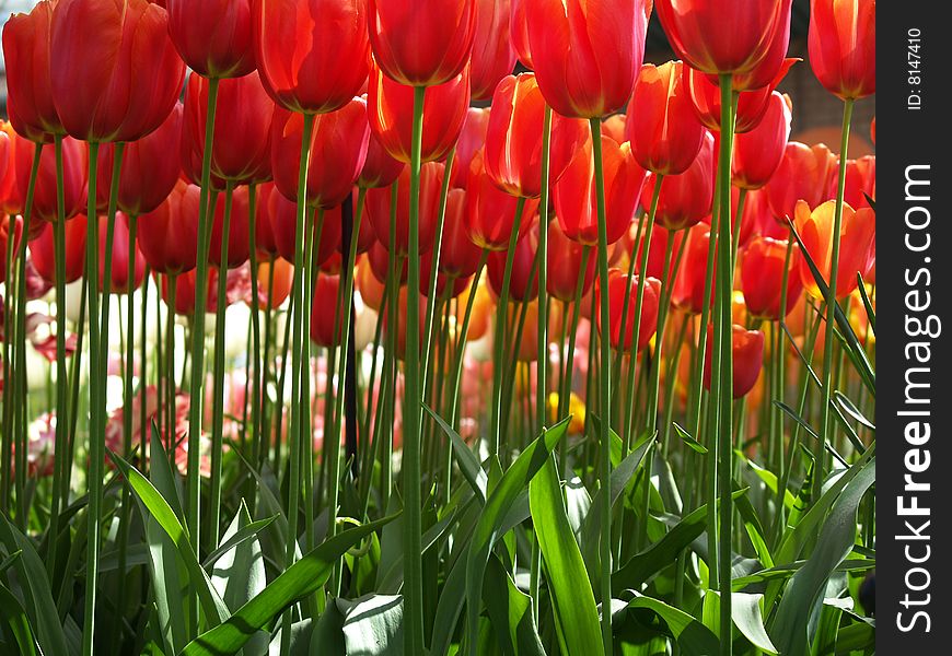Huge red tulips as seen from the ground