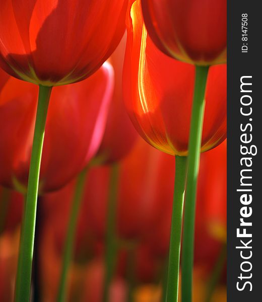 Huge red tulips as seen from the ground